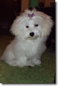 Maltese