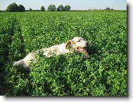 English setter