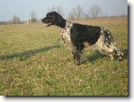 English setter