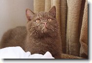 British shorthairs cat