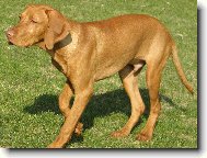 Rvidszr Magyar Vizsla, Hungarian Short-haired Pointing Dog