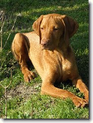 Rvidszr Magyar Vizsla, Hungarian Short-haired Pointing Dog