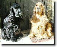 English cocker spaniel \(Dog standard\)