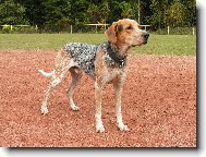 English Coonhound, Redtick Coonhound