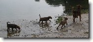 Irish Terrier