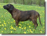 Hannoverscher Schweisshund, Hanoverian Scenthound