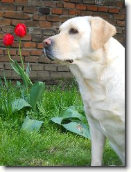 Labrador retriever \(Dog standard\)