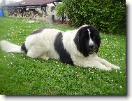 Landseer europisch-kontinentaler Typ, Landseer Continental-European type