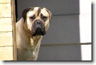 Bullmastiff \(Dog standard\)