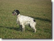 English setter