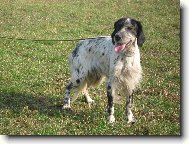 English setter