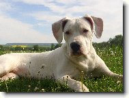 Dogo Argentino