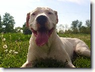 Dogo Argentino \(Dog standard\)