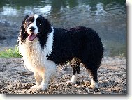 Border Collie