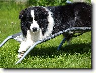 Border Collie