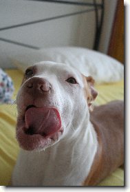 American pit bull terrier