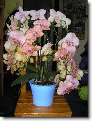 Orchideja-Phalaenopsis