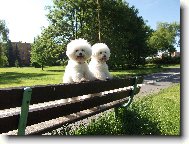 Bichon  poil fris, Bichon Frise