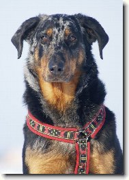 Beauce sheep dog \(beauceron\) \(Dog standard\)