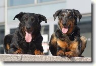 Beauce sheep dog \\\\\(beauceron\\\\\) \\\\\(Dog standard\\\\\)