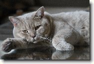 British shorthairs cat