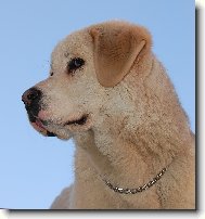 Central asia shepherd dog \(Dog standard\)