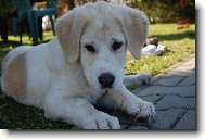 Central asia shepherd dog \(Dog standard\)