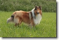 Kolie dlouhosrst