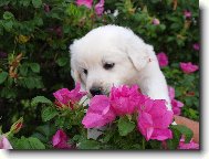 Slovakian chuvach \(Dog standard\)
