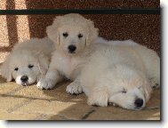 Slovakian chuvach \(Dog standard\)