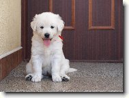 Slovakian chuvach \(Dog standard\)