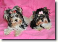 Biewer Yorkies