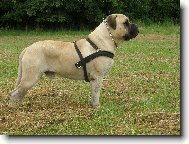 Bullmastiff \(Dog standard\)