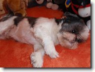 Shih tzu \(Dog standard\)