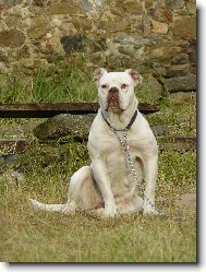 American Bulldog