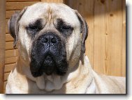 Bullmastiff \(Dog standard\)