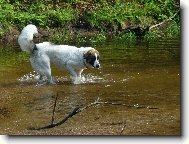 Romanian Sheepdog