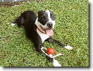 American Pit Bull Terrier