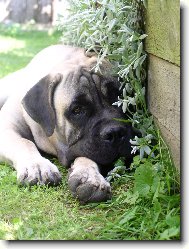 Bullmastiff \(Dog standard\)