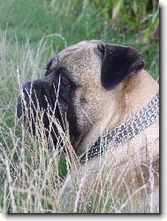 Bullmastiff \(Dog standard\)