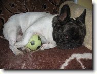 Bouledogue francais, French Bulldog