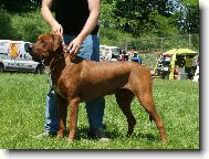 Tosa Inu, Japanese Fighting Dog