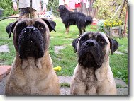 Bullmastiff