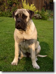 Bullmastiff \(Dog standard\)