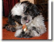 Shih tzu \(Dog standard\)