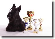 Scottish terrier \(Dog standard\)