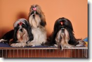 Shih tzu \(Dog standard\)