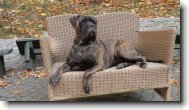 Bullmastiff