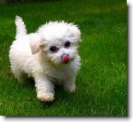 Bichon frise \(Dog standard\)