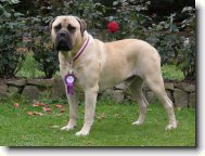 Bullmastiff \(Dog standard\)